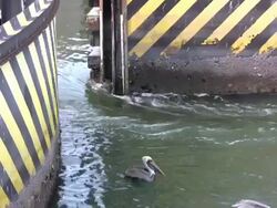 Floodgate Opening, Pelicans Feeding Stock Footage