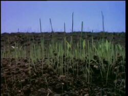 T/L - grass germinating/growing Stock Footage