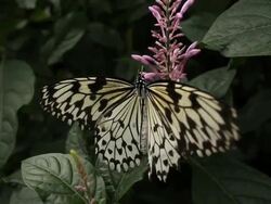 Butterfly pit stop Stock Footage