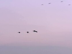 European Cranes (Grus grus), North East Extremadura in Dehesa. The cranes migrate south in winter from Scandinavia and Northern Europe to Spain and roost in large numbers mainly on lake shores. They feed in the dehesas on acorns and invertebrates. Stock Footage