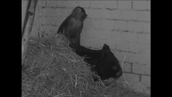CAN931 BABOON AND WOMBAT AT PAIGNTON ZOO Instructional Video