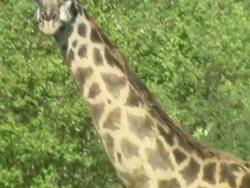 Medium Close Up - A giraffe stands on a grassy plain / Kenya Stock Footage