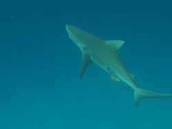 MS TS Bull shark swimming and eating / Playa del Carmen, Isla Mujeres, Mexico Stock Footage