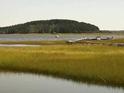 WS View of lagoon with long grasses and lake / Boston, Massachusetts, United States Stock Footage