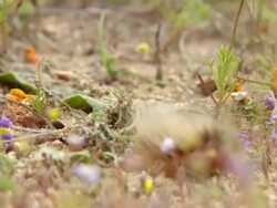 WS View of Hairy orange caterpillar moving through various fynbos along stony ground / Namaqualand, Northern Cape, South Africa Stock Footage