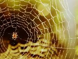 Beautiful spider web with lens flare Stock Footage