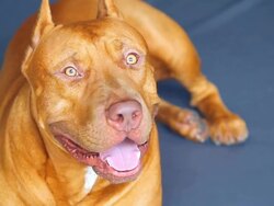 American Pit Bull Terrier Stock Footage