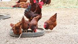 Chicken Eating Food in Farm Stock Footage