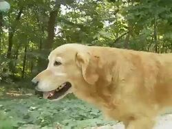 HD SLOW-MOTION: Dog Running On Dirt Road Stock Footage
