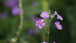 Purple flowers close up. Stock Footage
