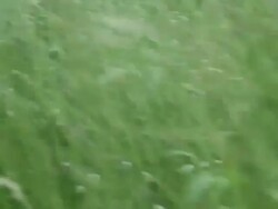 Detail of tall grass and a woman running. - Model Released - 1920x1080 - HD Stock Footage