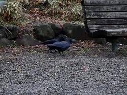 Two crows pecking Stock Footage