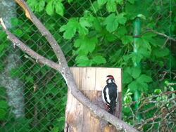 Woodpecker Stock Footage