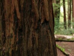 Redwoods Stock Footage