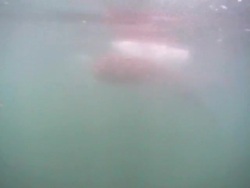 Red bait ball and small pod of Common dolphins (Delphinus sp.) passing through hazy water, Gibraltar, Mediterranean Stock Footage