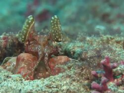 Mantis Shrimp, Costa Rica, Pacific Ocean  Stock Footage