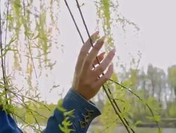 SLO MO Young woman touching willow tree's branches Stock Footage