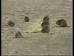 NICARAGUA: RATS THREATENING TO DESTROY HARVEST (V) News Clip