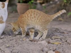 Cat taking a dump, cats toilet Stock Footage