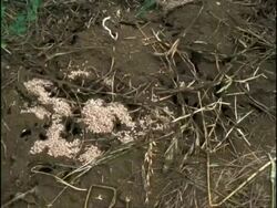 Time lapse - MS Garden Ants (Yellow Field Ant, Lasius flavus) moving pupae underground, England Stock Footage