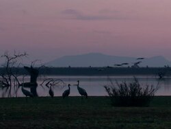European Cranes (Grus grus) arriving at lake shore, North East Extremadura in Dehesa. Stock Footage