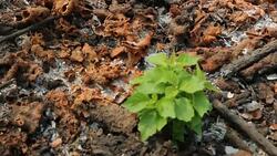 Trees do not give up on fate. Growing up in ashes. Stock Footage