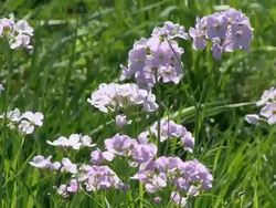 MS Cowslip flowers in field / Kastel-Staadt, Rhineland-Palatinate, Germany Stock Footage