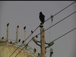 Downtown Wake Forest, N.C., is full of life, but a flock of vultures has found it a great staging area for its daily foraging runs. In the process, they provide area residents with a spooky spectacle. News Clip
