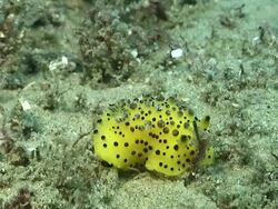 CU Nudibranch resting with gills and rhinophores moving with surge / Matola, Maputo, Mozambique Stock Footage