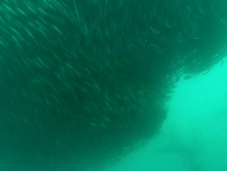 Sardine Run Sardines, dolphins up into mass movement, South Africa  Stock Footage