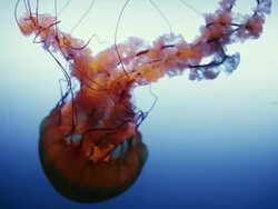 Magnificent and colorful jellyfish swim close to camera in beautiful blue water. Stock Footage