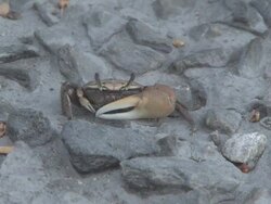 Fiddler crab 1 Stock Footage