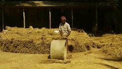 A farm labourer in rural Bangladesh dressed in a colourful sari threshes wheat by hand Stock Footage