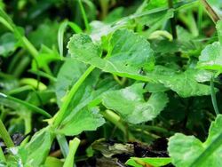 Grass on Rain Stock Footage