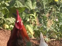 Medium Close Up hand-held - Roosters and chickens peck around a garden. / Benin Stock Footage