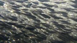 Large School of Salmon Fry 8 Stock Footage