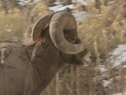 MS TS American rocky mountain big horn sheep walking / Yellowstone National Park, Wyoming, United States  Stock Footage