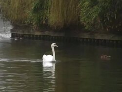 MS TS Swan swimming through several ducks swimming in water / Wiltshire, England, United Kingdom Stock Footage