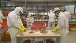 Bosnian manufacturers turn to halal meat to boost profits News Clip