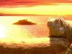 lazy lizard on holidays HD Stock Footage