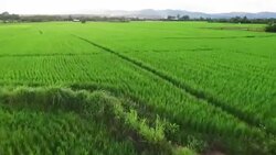 Aerial view of green rice fields Stock Footage