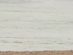 MS PAN SLO MO Shot of Sandhill Crane, Grus canadensis playing with stick / Kearney, Nebraska, United States Stock Footage