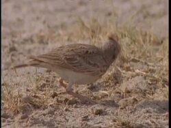 MCU Crested Lark foraging in sand, Gujarat, India Stock Footage