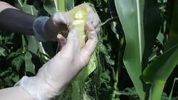 Farmer controlling corn plants in the field Stock Footage