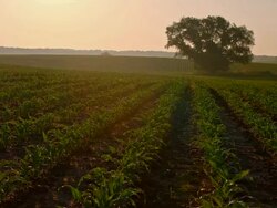 DS Field of corn plants at dawn Stock Footage