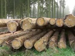 MS PAN View of timbers at autumnal forest with fog / Saarburg, Rhineland-Palatinate, Germany Stock Footage