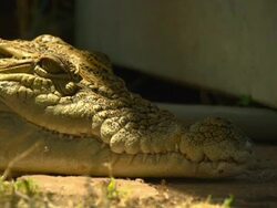 Close up of crocodile blinking in shade, Australia Stock Footage