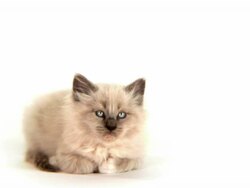 HD Cute White Kitten Stock Footage