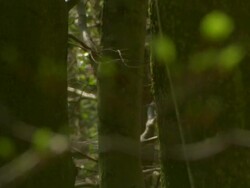 R/F Buds on branches / Glastonbury Abbey, Somerset, UK Stock Footage