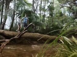 WS, PAN, Couple crossing stream in tropical rainforest, Mossman, Queensland, Australia Stock Footage